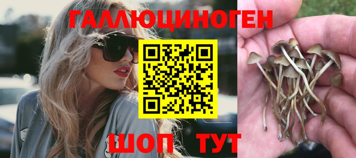 Галлюциногенные грибы Cubensis  Вход с VPN  Новоалександровск 